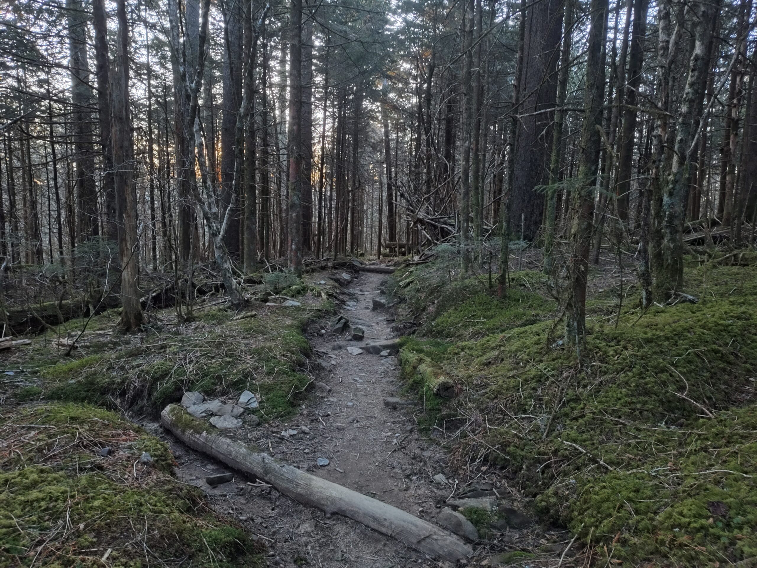 Morning Trail